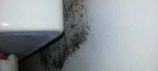 förhindra mögel i badrum och hem